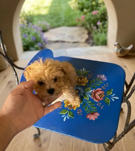 Poodle toy macho