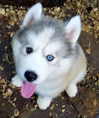 Husky siberiano -filhotes