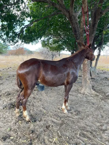 Cavalo