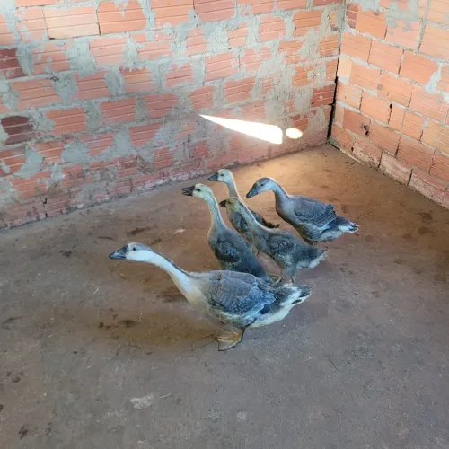Filhotes de gansos sinaleiros chinês pardo para vender