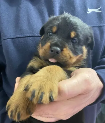 Cãozinhos especiais aguardando contato