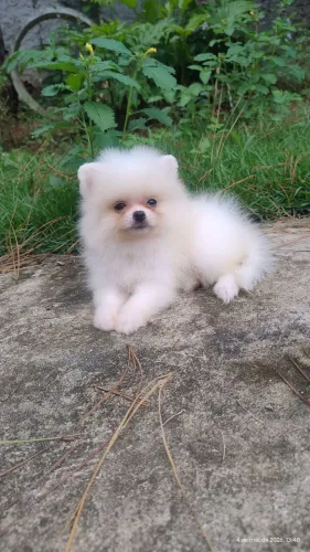 Spitz alemão anão macho branco neve ?.