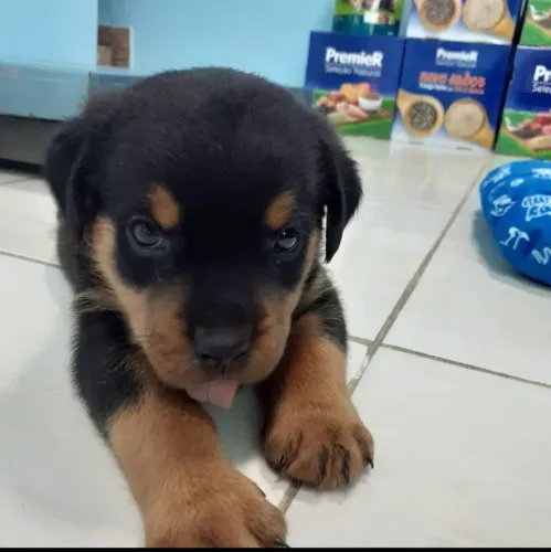 Rottweiler cara de bravo coração de bebê 
