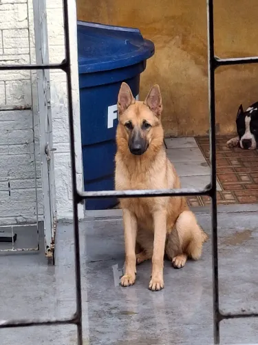 Pastor belga Malinois 