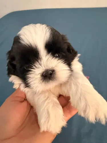 Cachorro Shitstzu Macho