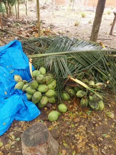 Cocos verde e secos