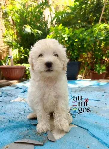 Filhote de Poodle Toy Puro! Fêmea.Leia a Descrição!