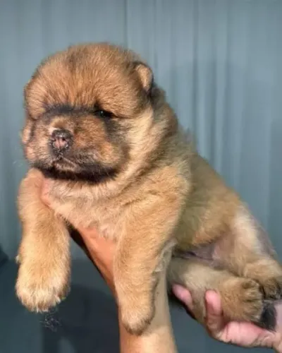 Chow Chow  para seu mundo 