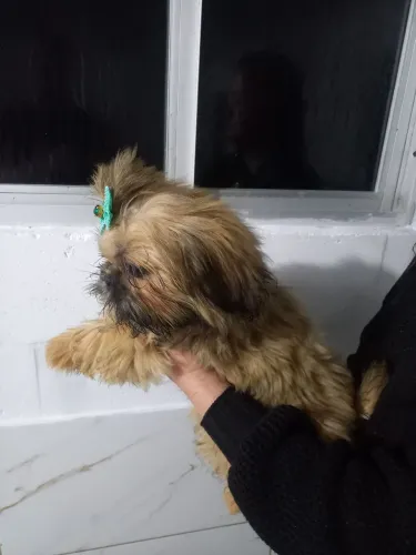 Barbada mini shih tzu