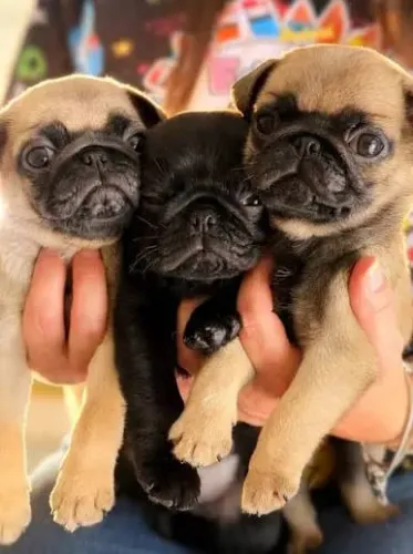 Pug filhotes 