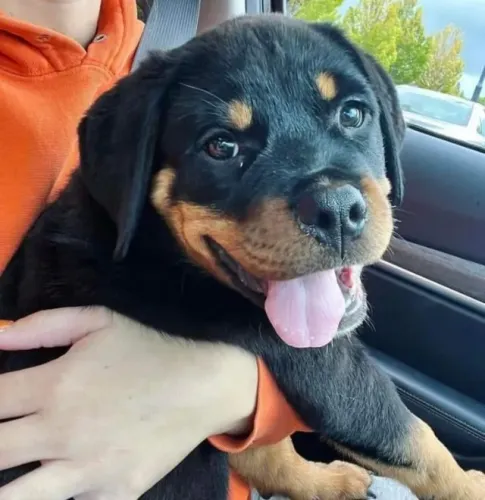 Filhotinhos rottweiler dócil e de excelente procedência de linhagem