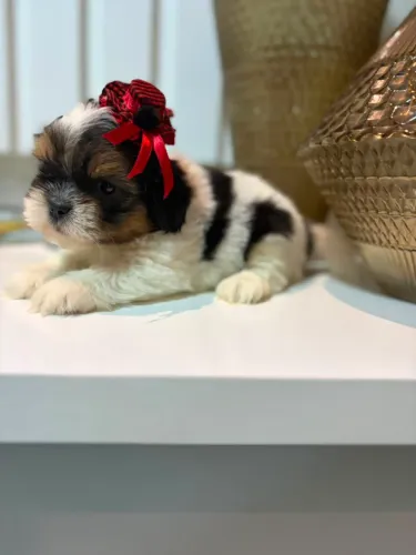 Shih Tzu disponíveis fêmea e machos