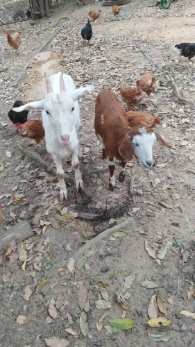 Cabras