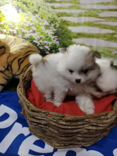 Lulu da Pomerânia bebê 
