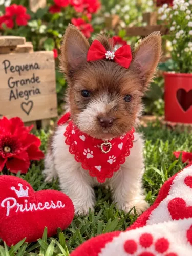 Parcelamos! Bebê raríssima yorkshire merle fêmea olho azul