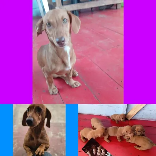 Vendo dachshund