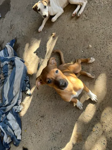 Cachorro para doação