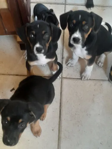 Cachorro filhotes para doação 