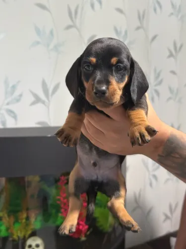 Cachorro