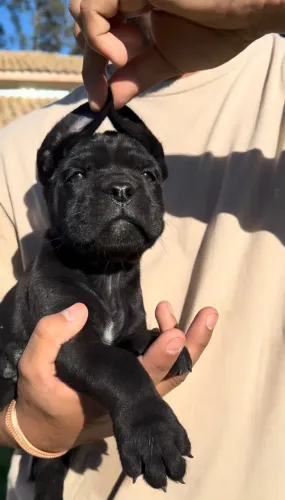 Cane Corso fêmea filhote