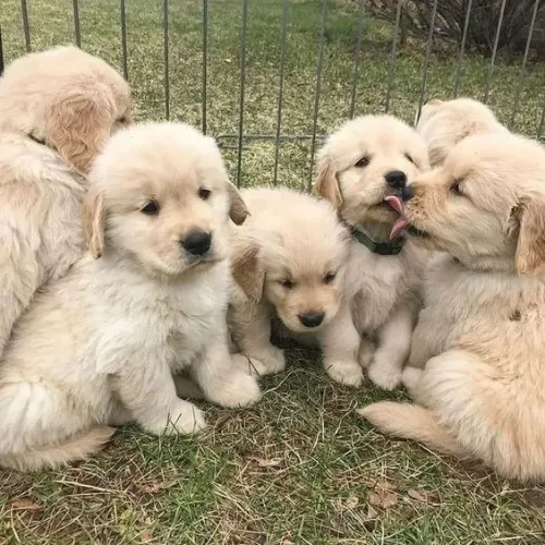 Golden Retriver 