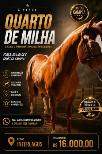 Cavalo quarto de milha vaquejada