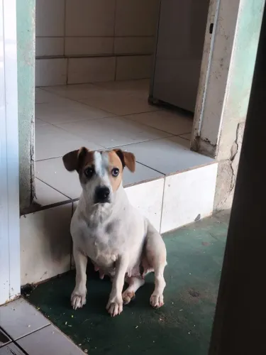Cachorro