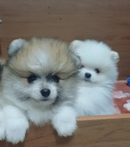 Spitz alemão  anão [ lulu da Pomerânia]