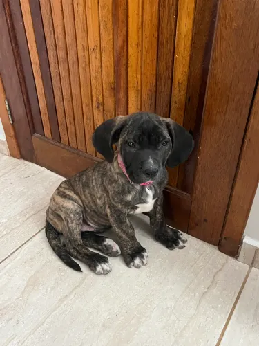 Cachorro Cane corso
