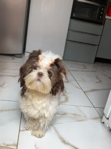 shihTzu 