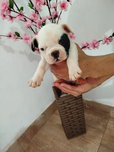 Filhote fêmea de buldogue francês 