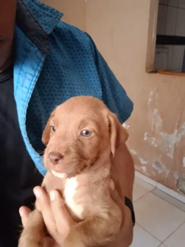 Doação cachorrinhos