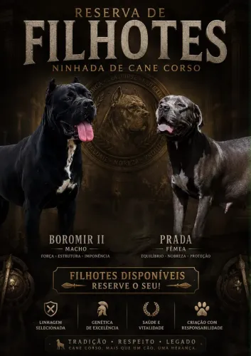 Filhotes de Cane corso italiano