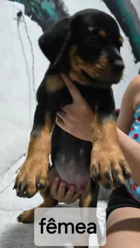 Realize teu sonho de adquirir seu pet.