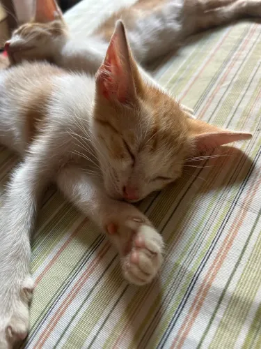 DOA-SE GATINHO MACHO