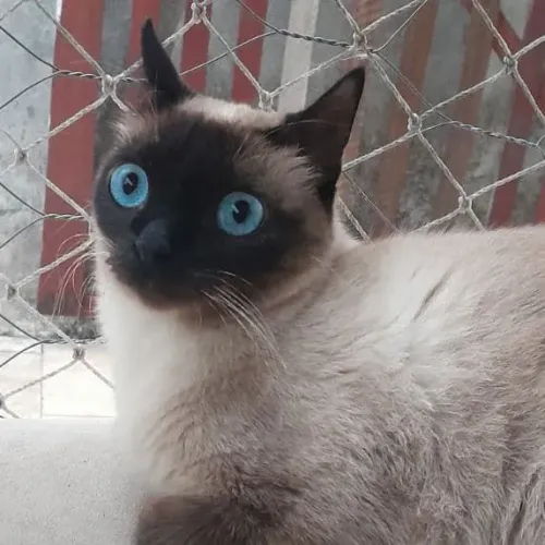 Doação responsável de uma gatinha siamesa