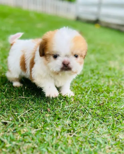 Filhote Shihtzu macho exótico - Com pedigree - Vacinado e vermifugado
