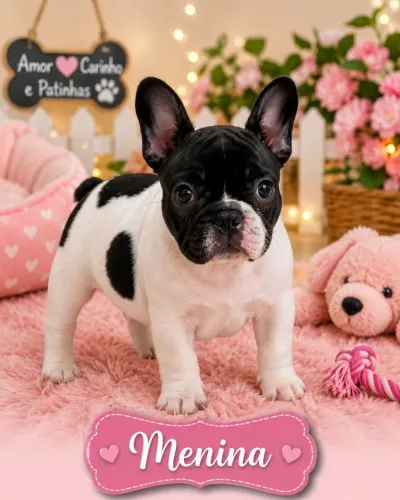 Bulldog frances alto padrão 