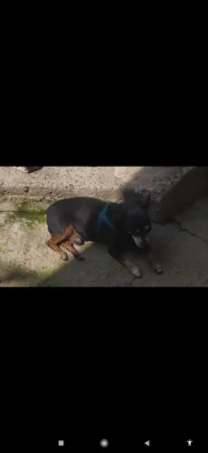 Doando urgentemente um pincher 1 porte pequeno