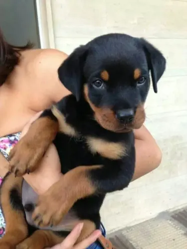 Rottweiler excelente linhagem