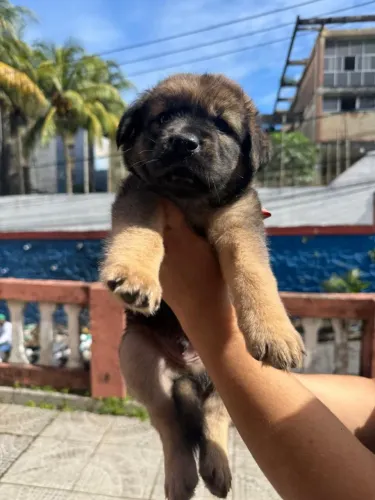Filhote chow chow