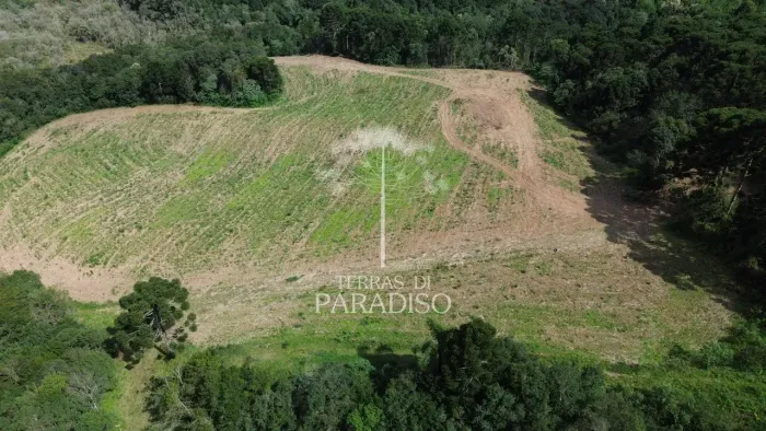 Propriedade Rural de 120.000 m² com Água, Araucárias e Potencial Produtivo em Campo Alegre