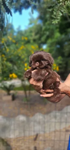 Shih-tzu Chocokate Macho - Luxo