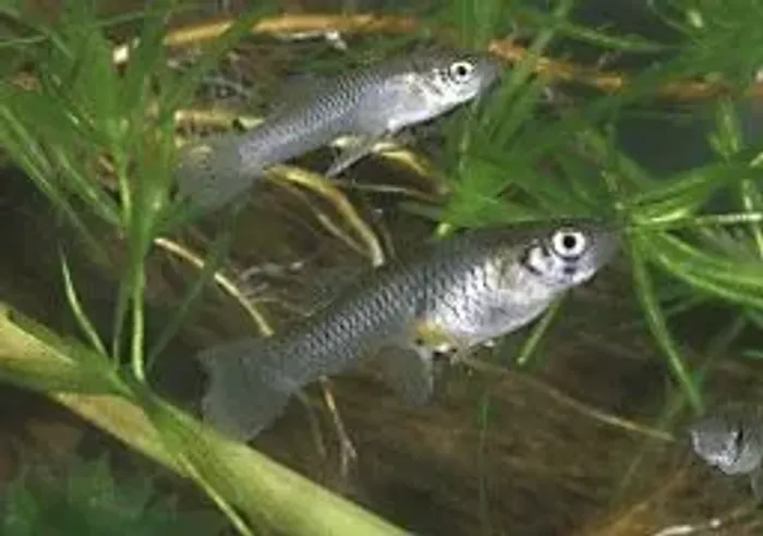 Peixe-mosquito (Gambusia affinis). Unidade
