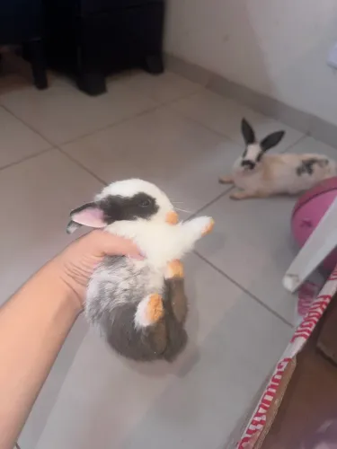 Coelho adulto em doação 
