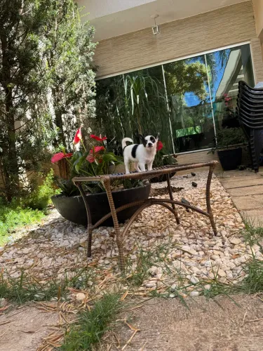 Chihuahua macho 