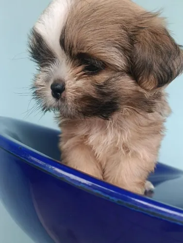 VENDO SHIH TZU..... MACHO.....