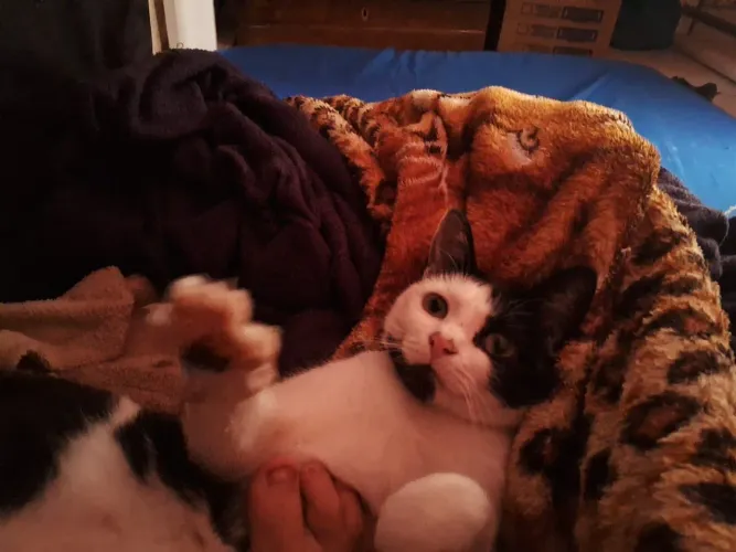 Doação de gata adulta linda