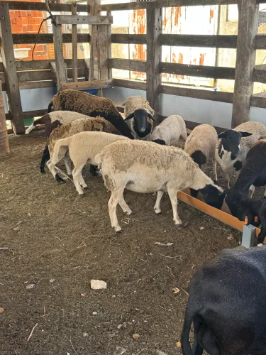 Boregos , ovelhas e carneiros