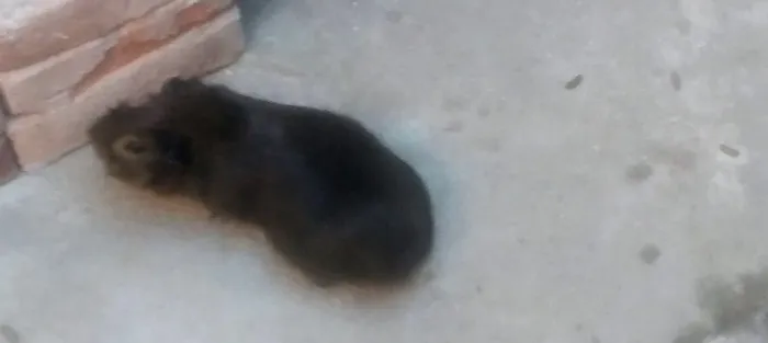 Porquinho da índia Abyssini 
